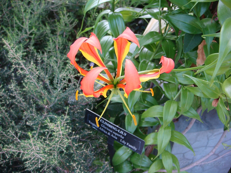 309 Longwood Gardens [2008 August 23].JPG - Longwood Gardens in Pennsylvania